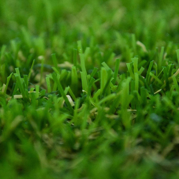 Dandelion 30mm Artificial Grass