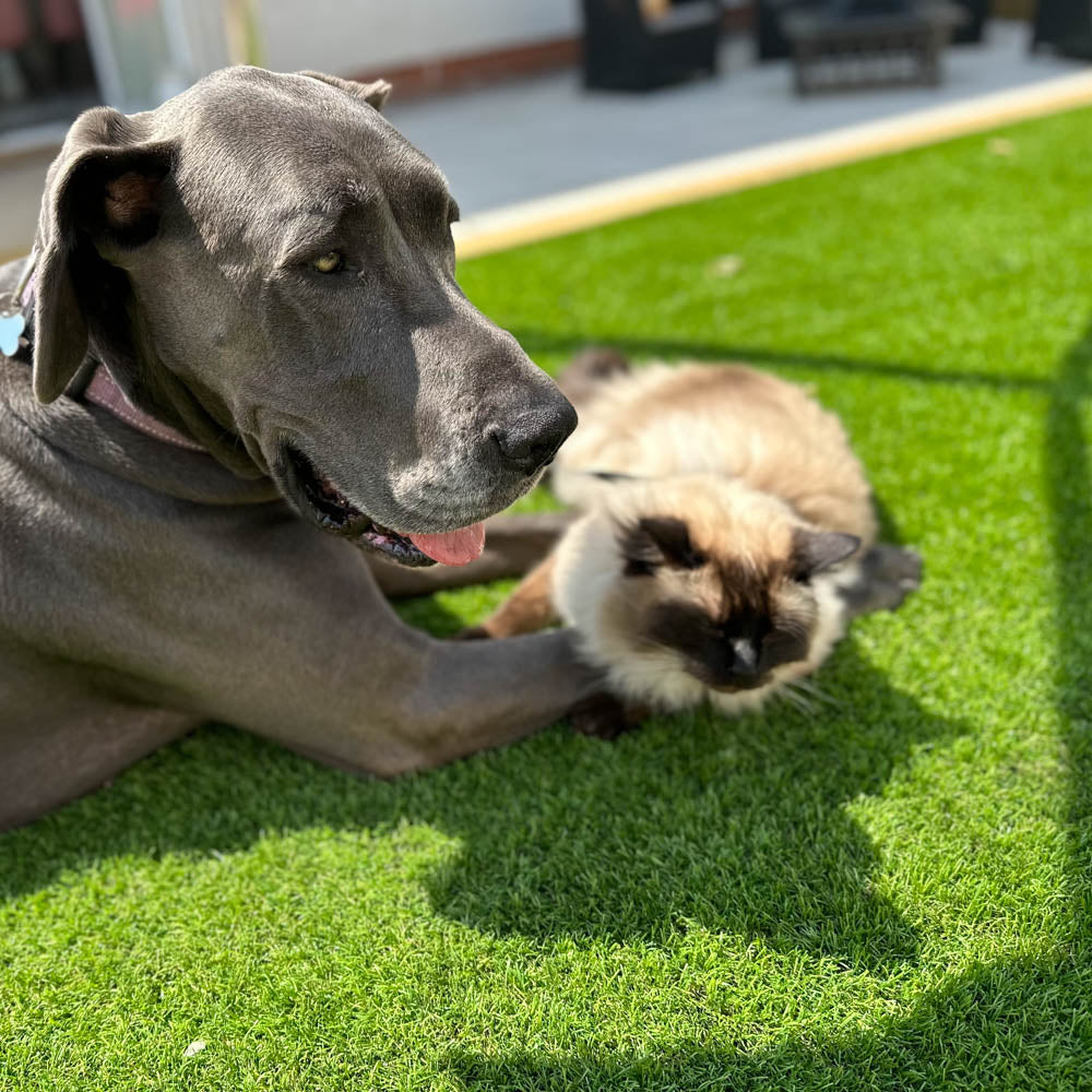 Snowdrop 37mm Artificial Grass Buy Artificial Grass Online Grass247