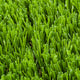 Orchid 37mm Artificial Grass