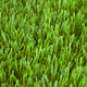 Vetiver Dale 40mm Artificial Grass