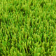 Camomile 32mm Artificial Grass