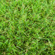 Maplespring 30mm Artificial Grass