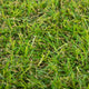 Parkdale 20mm Artificial Grass close up